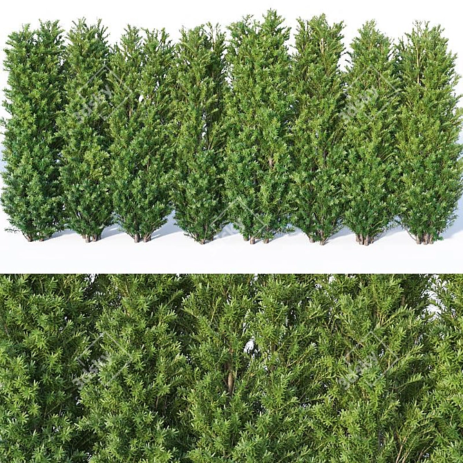 160 cm Taxus Baccata Hedge: Versatile, Accurate, Beautiful 3D model image 1