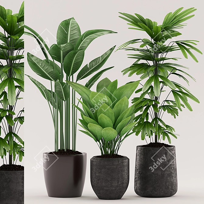 Title: Tropical Plants Bundle with Black Pot 3D model image 1