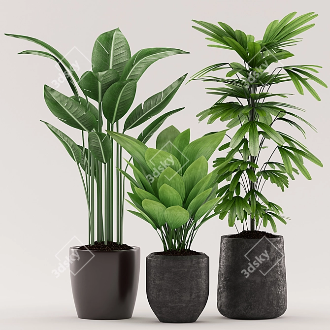 Title: Tropical Plants Bundle with Black Pot 3D model image 2