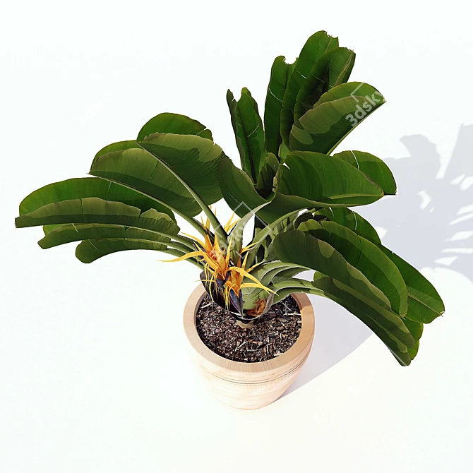 Tropical Strelitzia Nicolai: Exotic Garden Ornamental 3D model image 3
