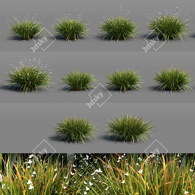 Libertia Grandiflora: 10 Modular Pieces 3D model image 2