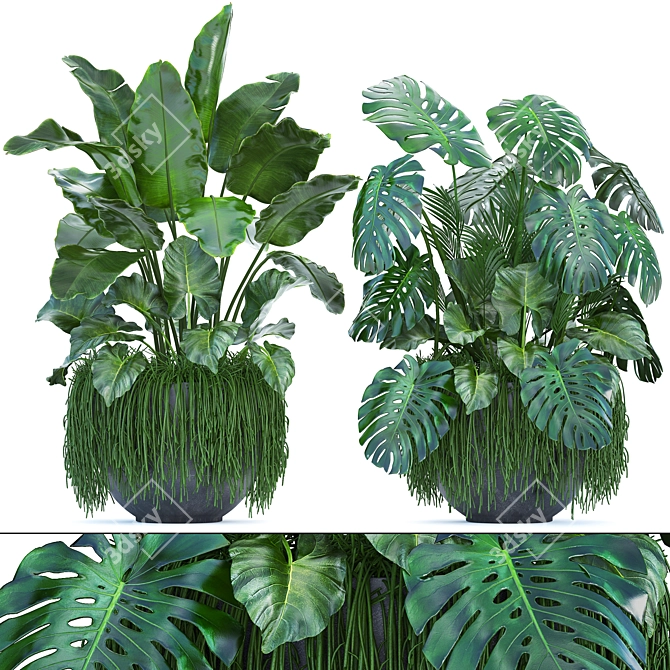 Exotic Plant Collection: Banana Palm, Alocasia Macrorrhiza, Monstera 3D model image 1