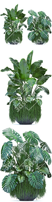 Exotic Plant Collection: Banana Palm, Alocasia Macrorrhiza, Monstera 3D model image 2