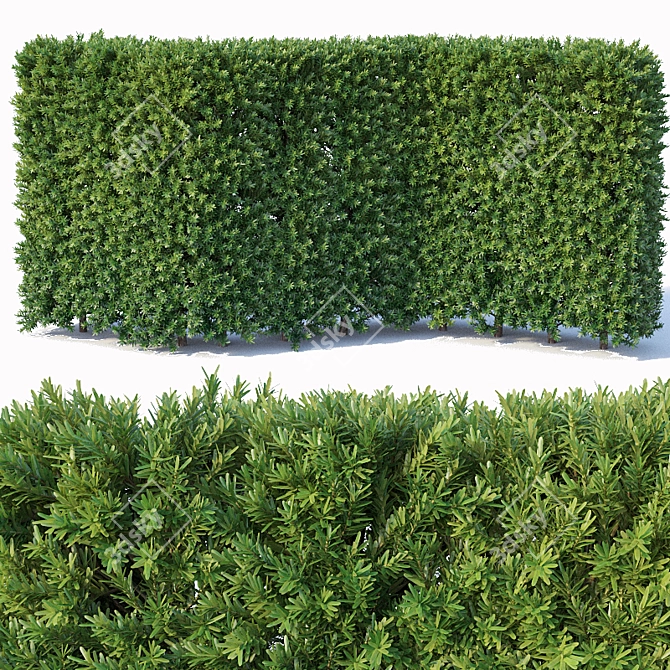 Premium Taxus Baccata Hedge 3D model image 1