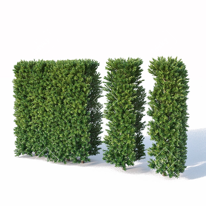 Premium Taxus Baccata Hedge 3D model image 2