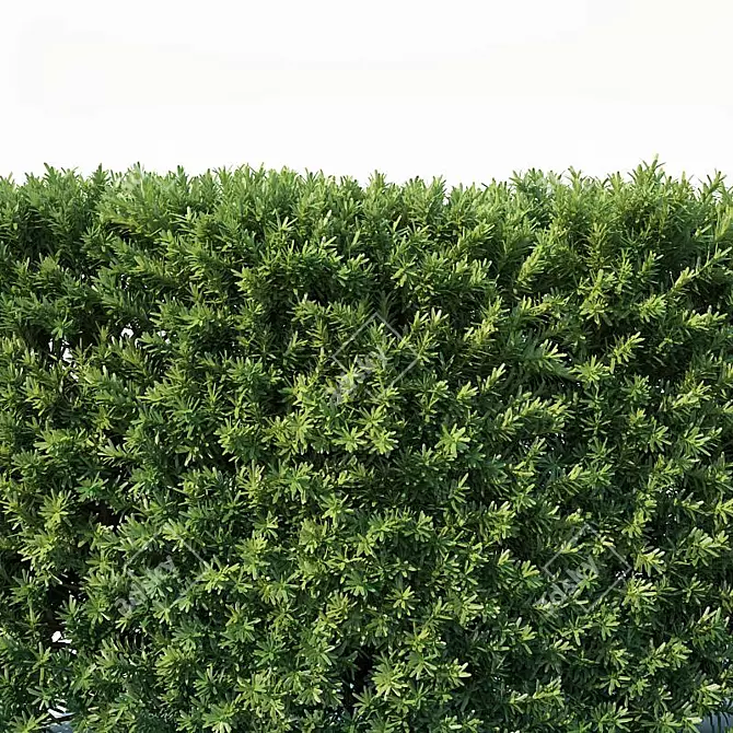 Premium Taxus Baccata Hedge 3D model image 3