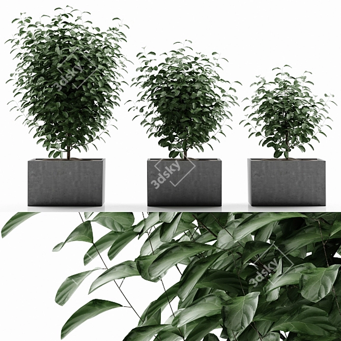 33 Plant Varieties Bundle 3D model image 1