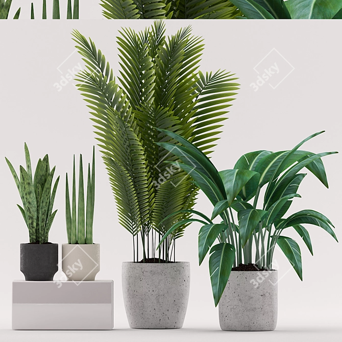 Tropical Trio: Paradise, Sansevieria & Palm 3D model image 1