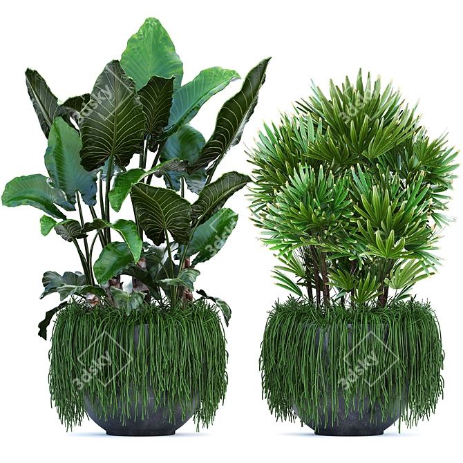 Exotic Plant Collection: Alocasia, Rhipsalis, and more! 3D model image 1