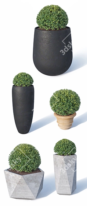 Buxus microphylla - Versatile Low Poly Plant 3D model image 2