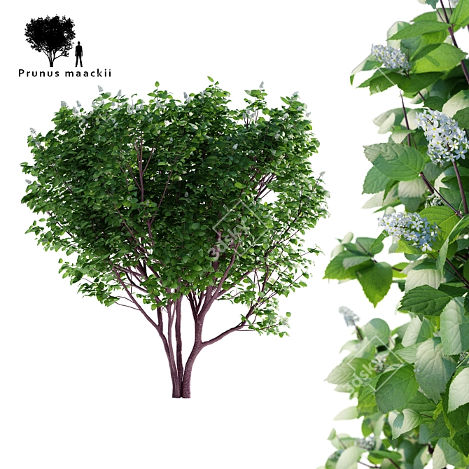 Cherry Maack Tree | Prunus Maackii 3D model image 1