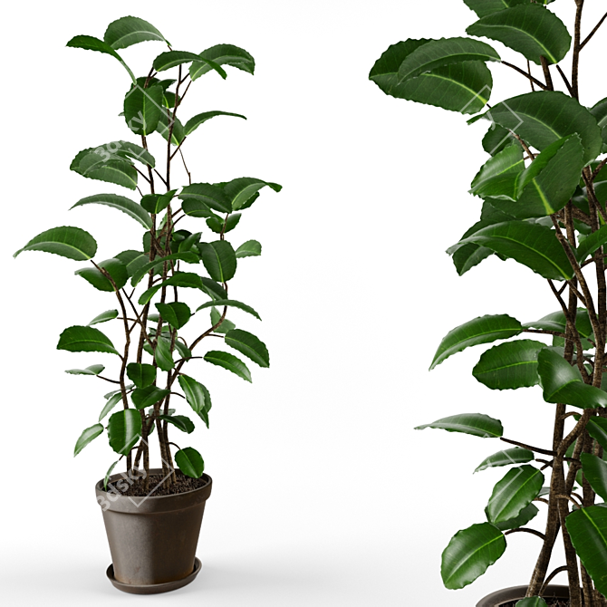 Detailed Ficus Elastica Model 3D model image 1