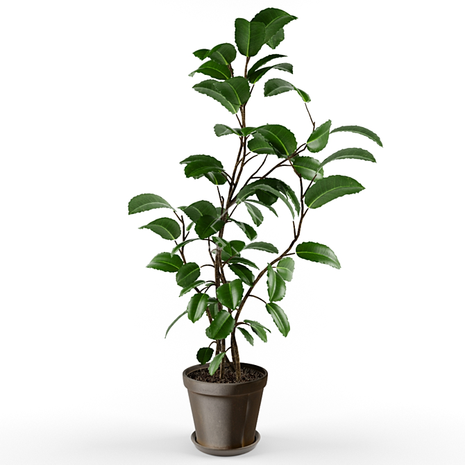 Detailed Ficus Elastica Model 3D model image 2