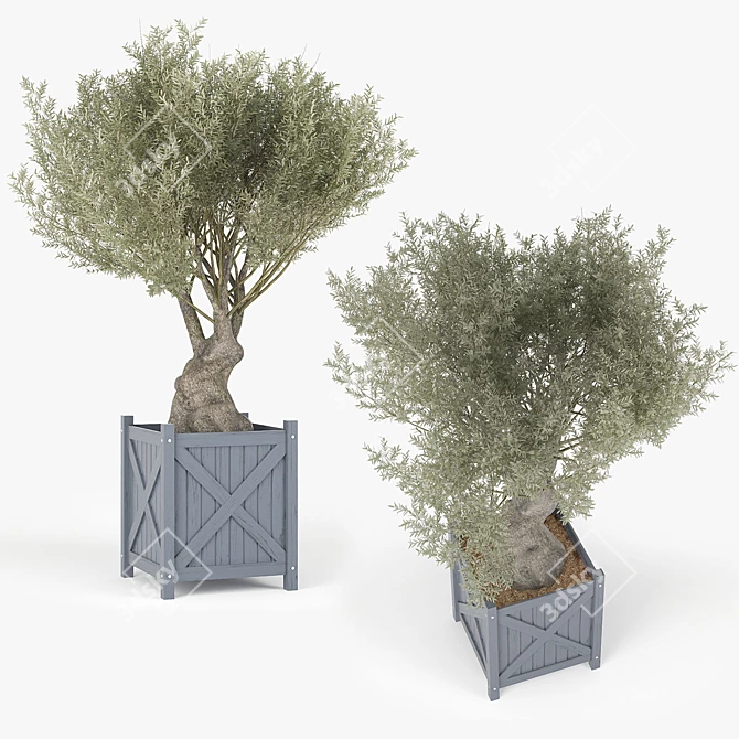 Elegant Olea Europaea 3D Model 3D model image 1