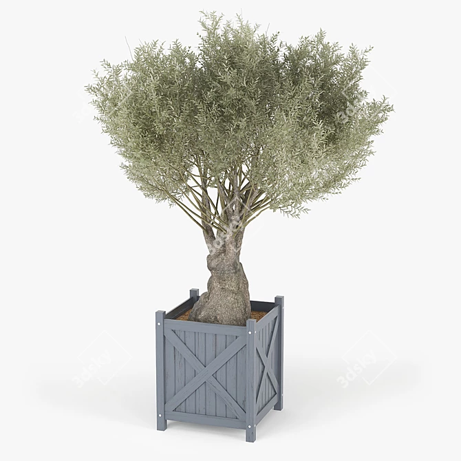 Elegant Olea Europaea 3D Model 3D model image 2