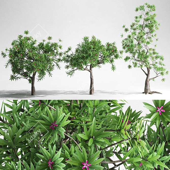 Blossoming Beauties: Plumeria Tree Collection 3D model image 1