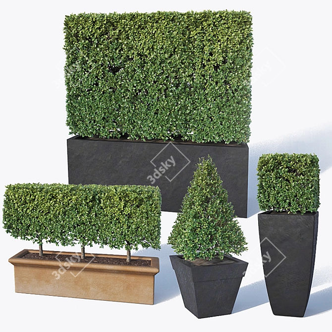 Versatile Buxus Microphylla Hedge 3D model image 1