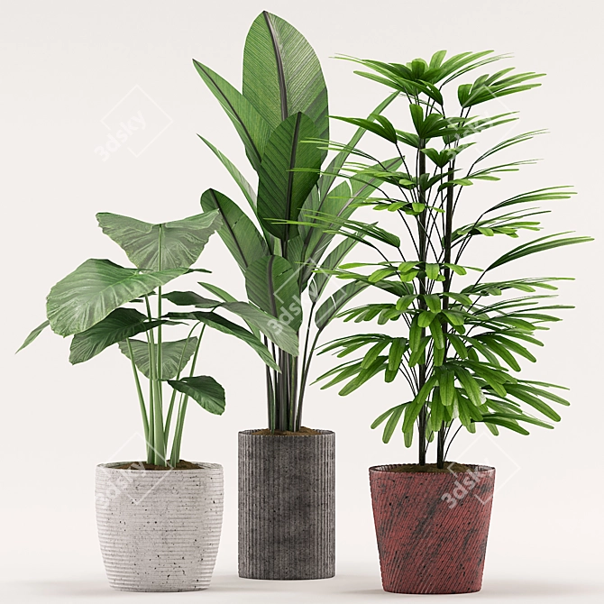 107: Colocasia Esculent, Palm, Banana Plant with Pot 3D model image 2