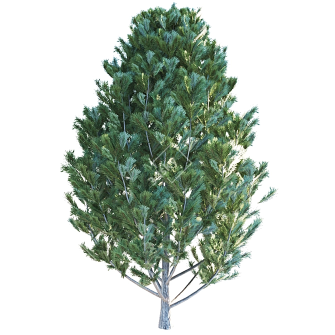 Cedar Pine - 2.8m Tall - Lifelike Design 3D model image 1