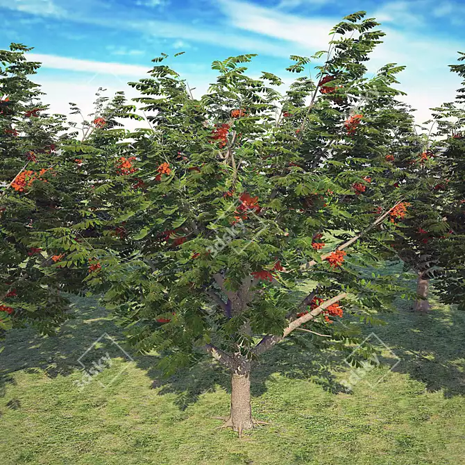 Title: Exquisite Rowan Tree: Bring Nature Home 3D model image 2