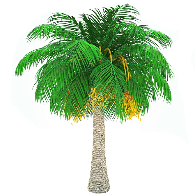 Elegant Finik Palm for a Natural Oasis 3D model image 1