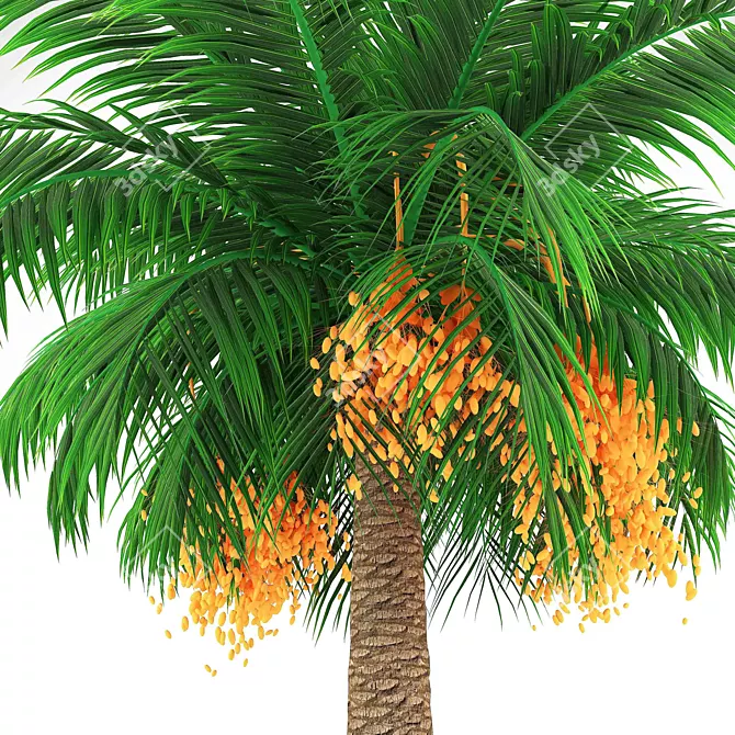 Elegant Finik Palm for a Natural Oasis 3D model image 2