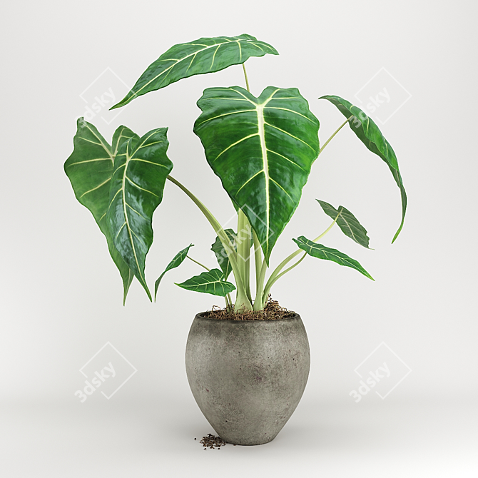 Evergreen Alokaziya Plant 3D model image 1