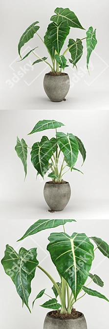Evergreen Alokaziya Plant 3D model image 2