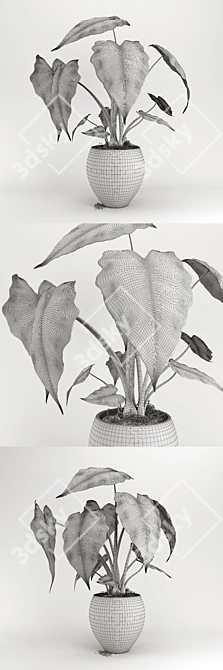 Evergreen Alokaziya Plant 3D model image 3