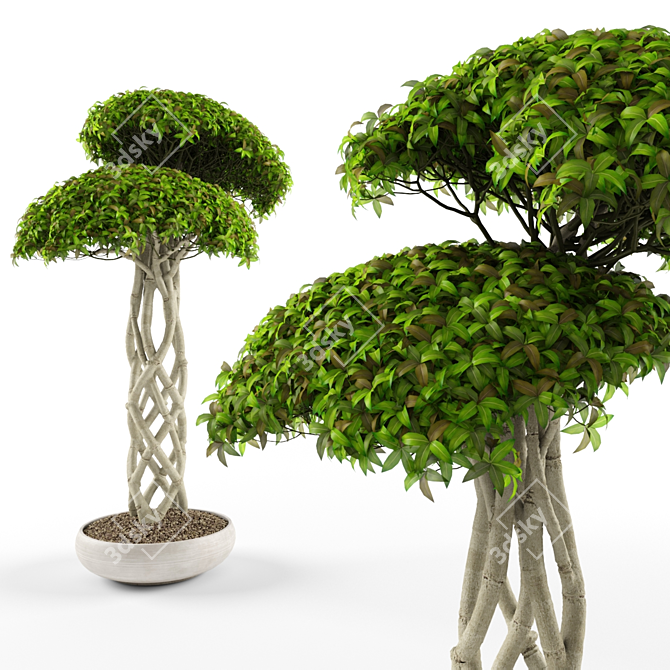 Lush Ficus Retusa: Realistic 3D Model 3D model image 2