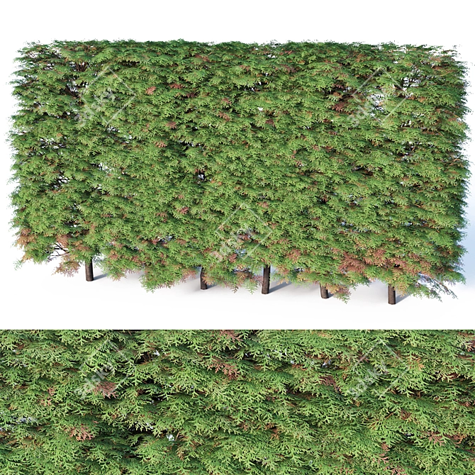 Seamless Thuya Hedge, H120cm 3D model image 1