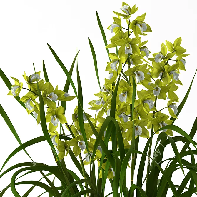 Realistic Cymbidium Orchids in Elegant Floor Vase 3D model image 2