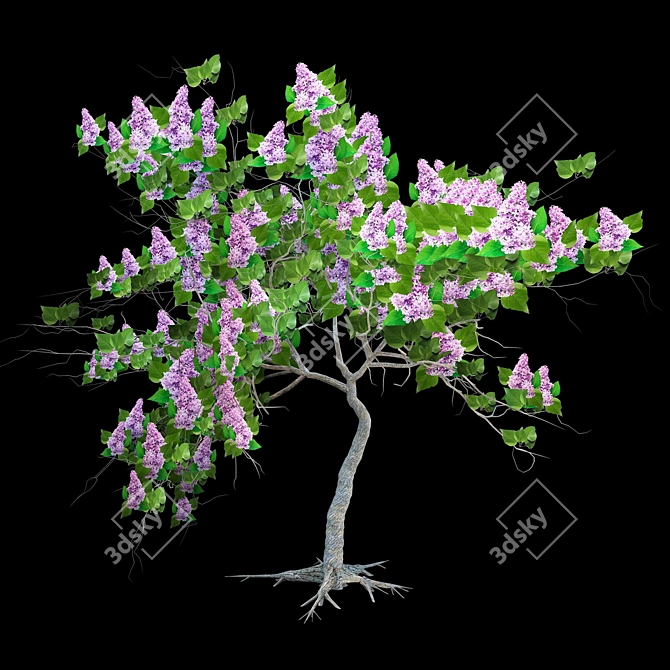 Blooming Lilac Bush - Fragrant Garden Shrub 3D model image 1