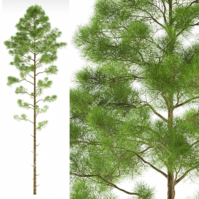 Pine Forest Greenery Accent 3D model image 1