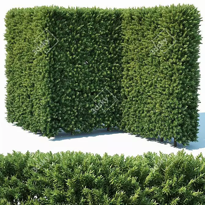 Versatile Taxus Baccata Hedge 3D model image 1