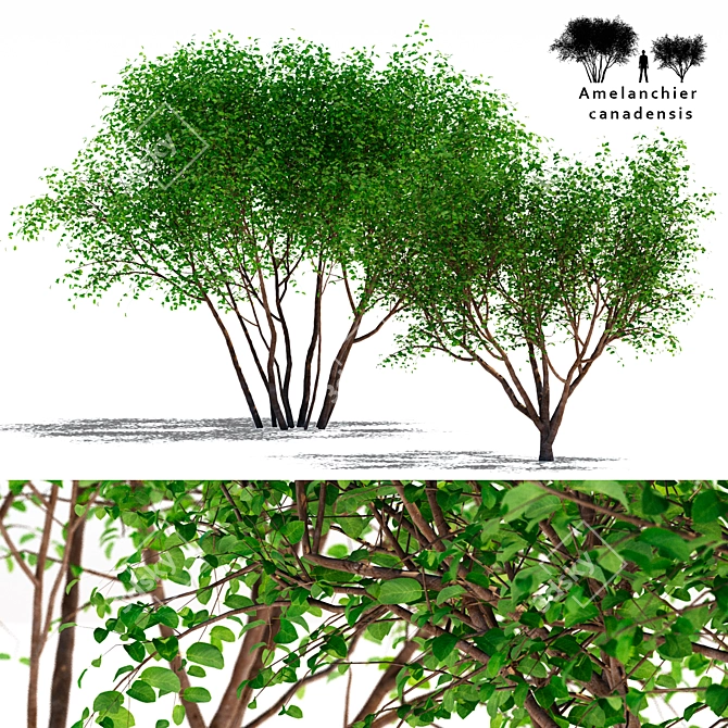 Canadian Tapeworm Tree: Amelanchier canadensis #2 3D model image 1