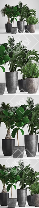 Exotic Plant Collection: Palms, Ficus, Hovea 3D model image 2