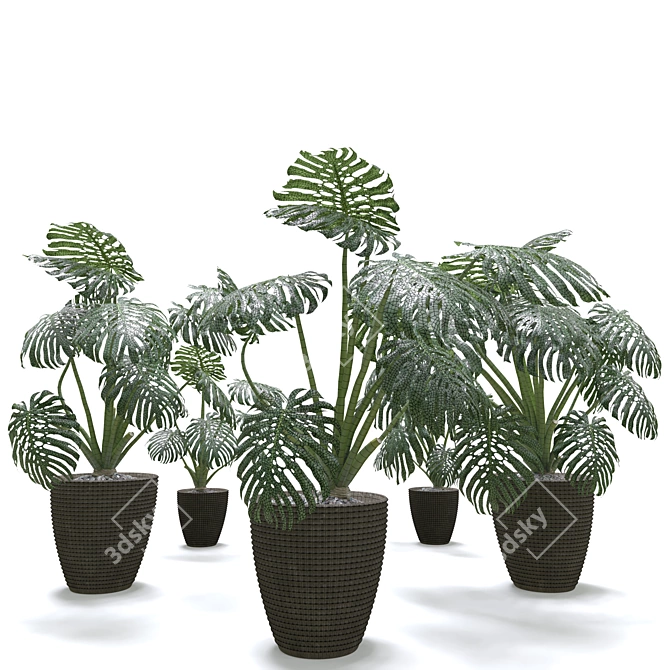 Tropical Thriving Monstera Set 3D model image 3