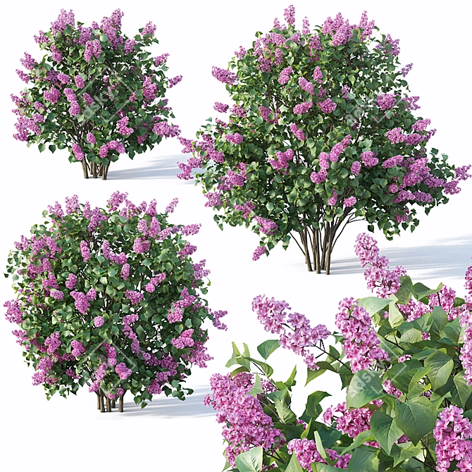 Lilac Bush Collection: 3 Sizes 3D model image 1