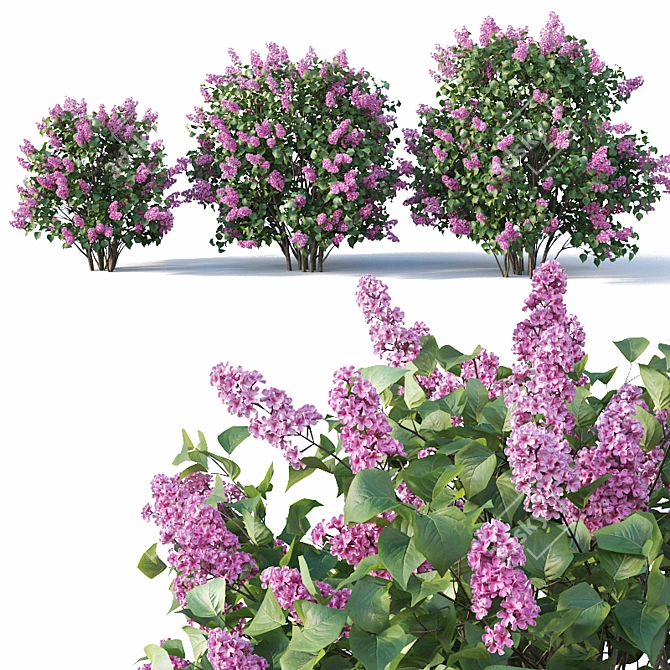 Lilac Bush Collection: 3 Sizes 3D model image 2