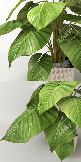 Lush Tropical Philodendron Plant 3D model image 2