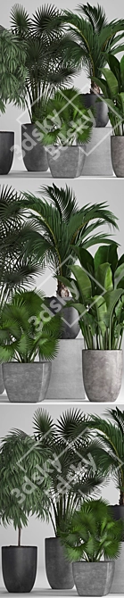 Exotic Plant Collection: Ficus, Palms, and More 3D model image 2