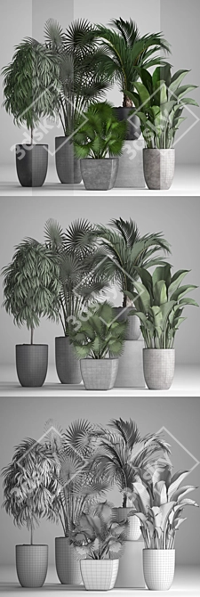 Exotic Plant Collection: Ficus, Palms, and More 3D model image 3