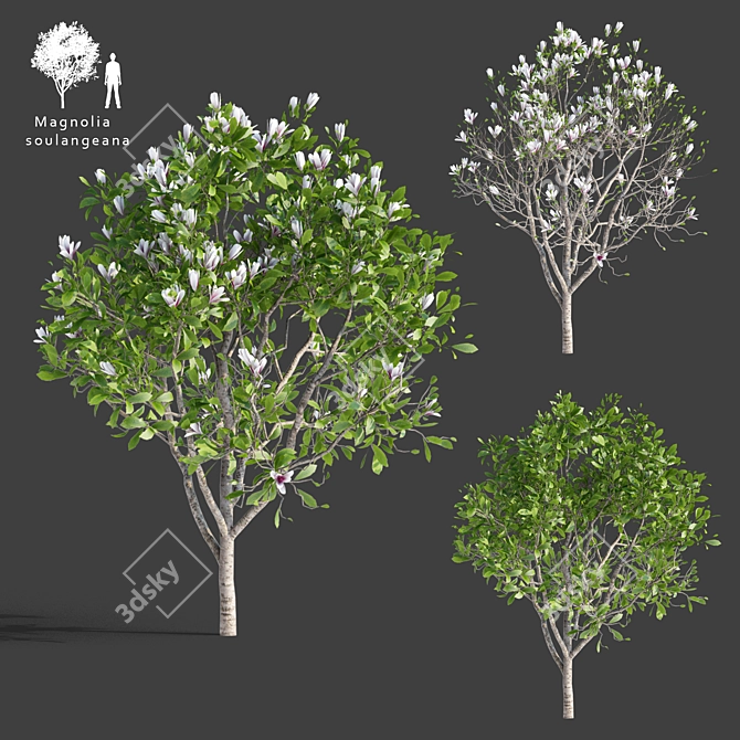 Elegant Magnolia x Soulangeana 3D model image 1