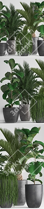 Exotic Plant Collection: Howea Forsteriana, Hovea, Kentia, Ficus Lyrata, Phoenix Roebelenii 3D model image 2