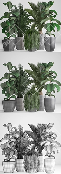 Exotic Plant Collection: Howea Forsteriana, Hovea, Kentia, Ficus Lyrata, Phoenix Roebelenii 3D model image 3