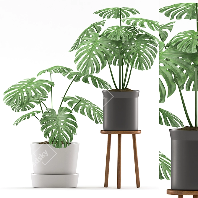  Monstera Duo in Black & Grey Pot 3D model image 1