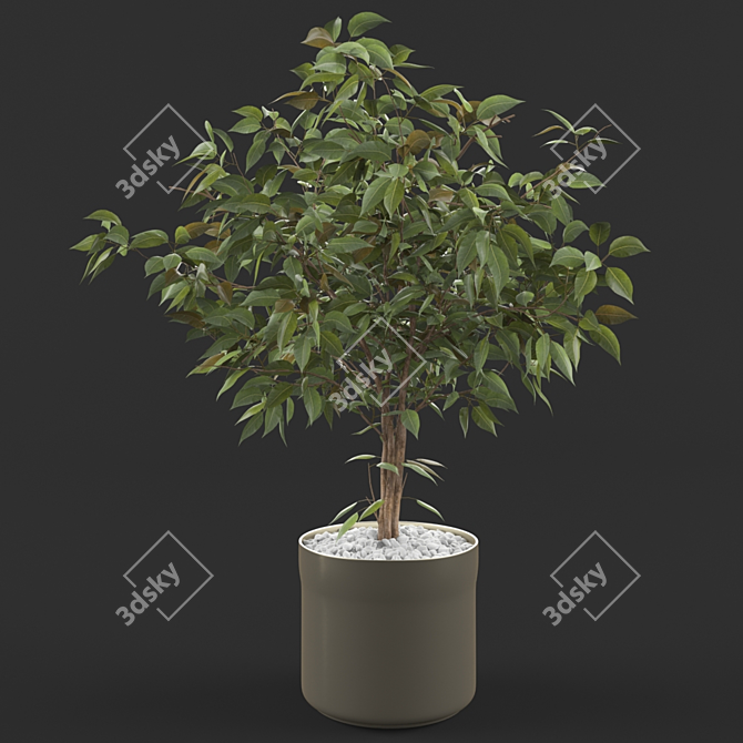 Luxury Ficus Plant: Elegant Greenery 3D model image 1