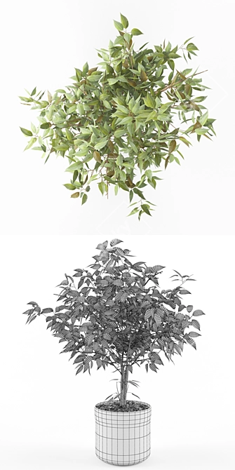 Luxury Ficus Plant: Elegant Greenery 3D model image 3