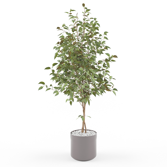 Stunning Ficus Plant: Ficus_002 3D model image 1